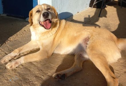 Spike, geb. ca. 05/2019, lebt in GRIECHENLAND, im städt. Tierheim Serres