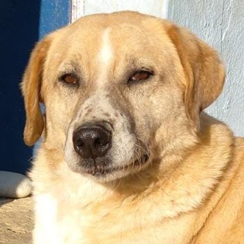 Spike, geb. ca. 05/2019, lebt in GRIECHENLAND, im städt. Tierheim Serres