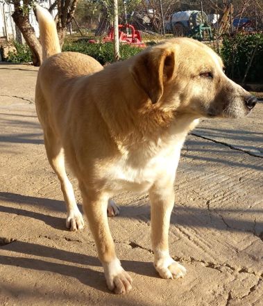 Spike, geb. ca. 05/2019, lebt in GRIECHENLAND, im städt. Tierheim Serres