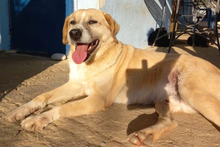 Spike, geb. ca. 05/2019, lebt in GRIECHENLAND, im städt. Tierheim Serres