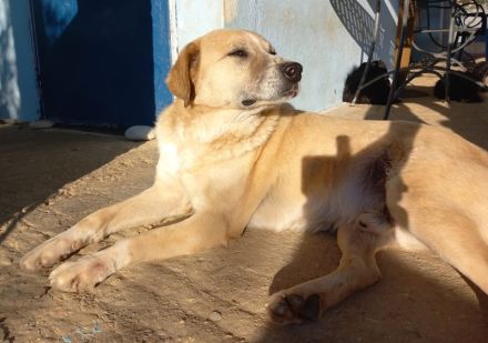 Spike, geb. ca. 05/2019, lebt in GRIECHENLAND, im städt. Tierheim Serres