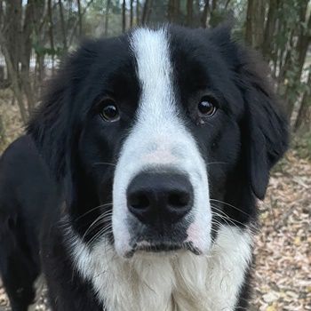 Sloan, geb. ca. 01/2022, lebt in GRIECHENLAND, auf einem Gelände, auf dem die Hunde notdürftig verso