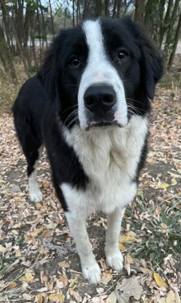 Sloan, geb. ca. 01/2022, lebt in GRIECHENLAND, auf einem Gelände, auf dem die Hunde notdürftig verso