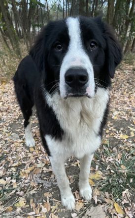 Sloan, geb. ca. 01/2022, lebt in GRIECHENLAND, auf einem Gelände, auf dem die Hunde notdürftig verso