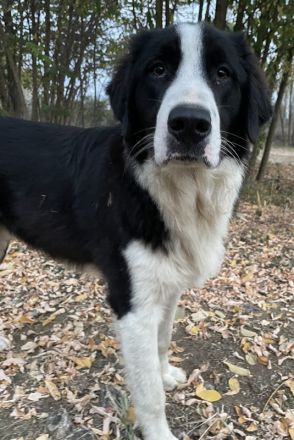 Sloan, geb. ca. 01/2022, lebt in GRIECHENLAND, auf einem Gelände, auf dem die Hunde notdürftig verso