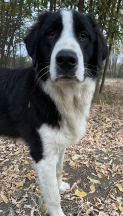 Sloan, geb. ca. 01/2022, lebt in GRIECHENLAND, auf einem Gelände, auf dem die Hunde notdürftig verso