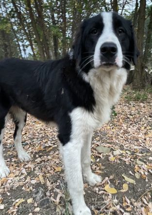 Sloan, geb. ca. 01/2022, lebt in GRIECHENLAND, auf einem Gelände, auf dem die Hunde notdürftig verso