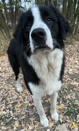 Sloan, geb. ca. 01/2022, lebt in GRIECHENLAND, auf einem Gelände, auf dem die Hunde notdürftig verso