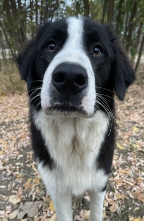 Sloan, geb. ca. 01/2022, lebt in GRIECHENLAND, auf einem Gelände, auf dem die Hunde notdürftig verso