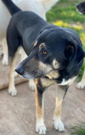 Senri, geb. ca. 11/2018, lebt in GRIECHENLAND, auf einem Gelände, auf dem die Hunde notdürftig verso