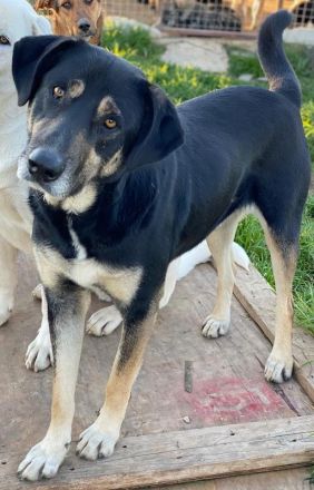 Senri, geb. ca. 11/2018, lebt in GRIECHENLAND, auf einem Gelände, auf dem die Hunde notdürftig verso