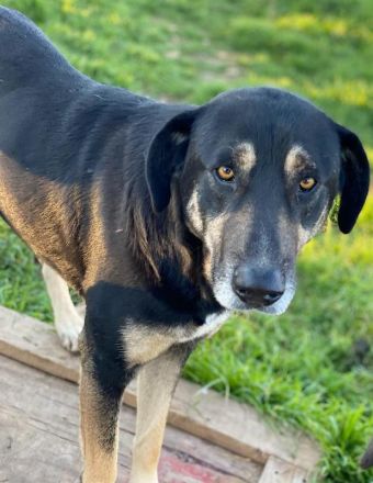 Senri, geb. ca. 11/2018, lebt in GRIECHENLAND, auf einem Gelände, auf dem die Hunde notdürftig verso