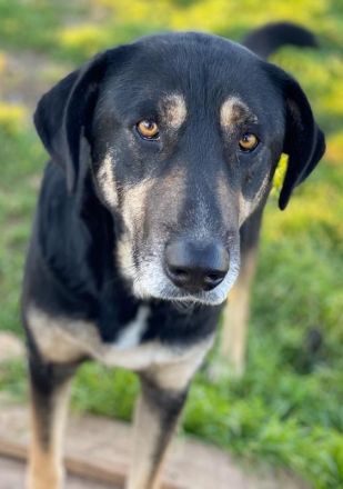 Senri, geb. ca. 11/2018, lebt in GRIECHENLAND, auf einem Gelände, auf dem die Hunde notdürftig verso