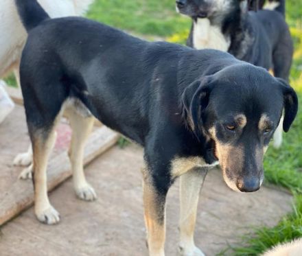 Senri, geb. ca. 11/2018, lebt in GRIECHENLAND, auf einem Gelände, auf dem die Hunde notdürftig verso