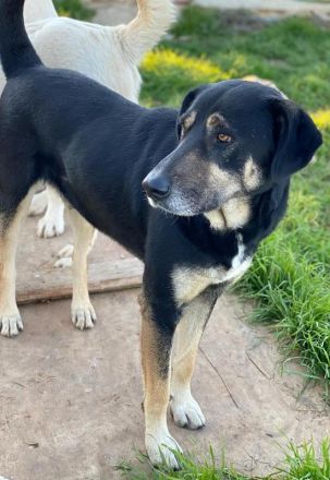 Senri, geb. ca. 11/2018, lebt in GRIECHENLAND, auf einem Gelände, auf dem die Hunde notdürftig verso