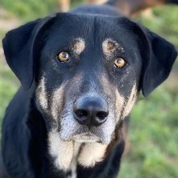 Senri, geb. ca. 11/2018, lebt in GRIECHENLAND, auf einem Gelände, auf dem die Hunde notdürftig verso