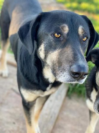 Senri, geb. ca. 11/2018, lebt in GRIECHENLAND, auf einem Gelände, auf dem die Hunde notdürftig verso