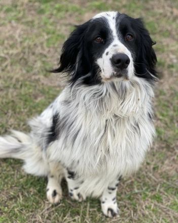 Remo, geb. ca. 01/2020, lebt in GRIECHENLAND, auf einer privaten Pflegestelle