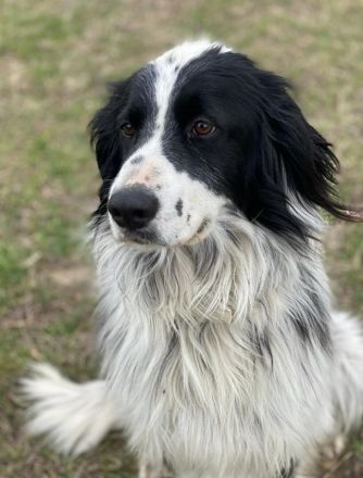 Remo, geb. ca. 01/2020, lebt in GRIECHENLAND, auf einer privaten Pflegestelle