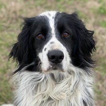 Remo, geb. ca. 01/2020, lebt in GRIECHENLAND, auf einer privaten Pflegestelle