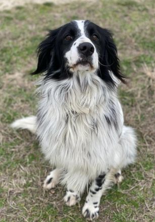 Remo, geb. ca. 01/2020, lebt in GRIECHENLAND, auf einer privaten Pflegestelle