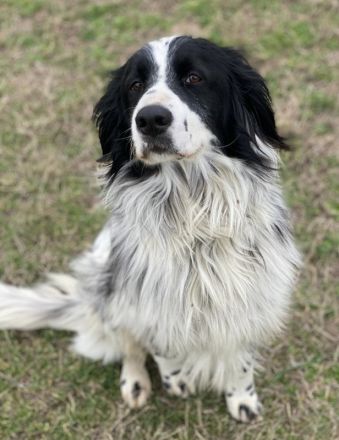 Remo, geb. ca. 01/2020, lebt in GRIECHENLAND, auf einer privaten Pflegestelle