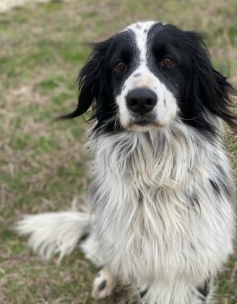 Remo, geb. ca. 01/2020, lebt in GRIECHENLAND, auf einer privaten Pflegestelle