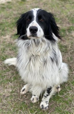 Remo, geb. ca. 01/2020, lebt in GRIECHENLAND, auf einer privaten Pflegestelle