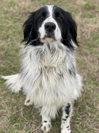 Remo, geb. ca. 01/2020, lebt in GRIECHENLAND, auf einer privaten Pflegestelle