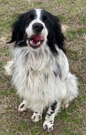 Remo, geb. ca. 01/2020, lebt in GRIECHENLAND, auf einer privaten Pflegestelle