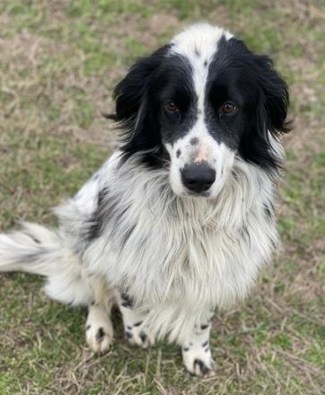 Remo, geb. ca. 01/2020, lebt in GRIECHENLAND, auf einer privaten Pflegestelle