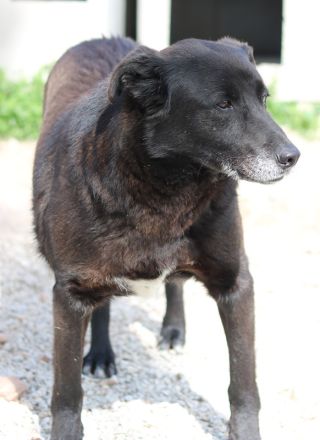 Kenzo, geb. 03/2014, lebt in GRIECHENLAND, im städt. Tierheim Serres