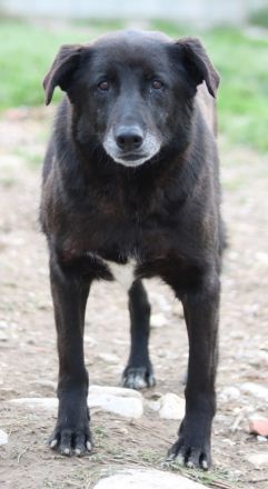 Kenzo, geb. 03/2014, lebt in GRIECHENLAND, im städt. Tierheim Serres