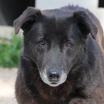 Kenzo, geb. 03/2014, lebt in GRIECHENLAND, im städt. Tierheim Serres