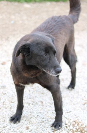 Kenzo, geb. 03/2014, lebt in GRIECHENLAND, im städt. Tierheim Serres