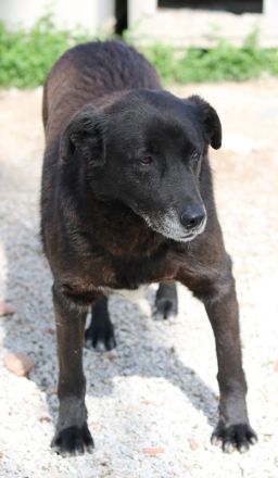Kenzo, geb. 03/2014, lebt in GRIECHENLAND, im städt. Tierheim Serres