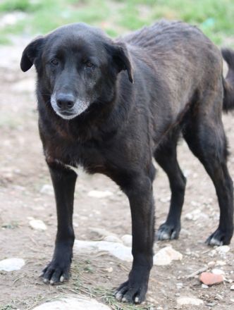 Kenzo, geb. 03/2014, lebt in GRIECHENLAND, im städt. Tierheim Serres
