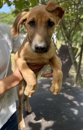 Jamie, geb. ca. 06/2022, lebt in GRIECHENLAND, auf einer privaten Pflegestelle