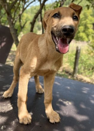 Jamie, geb. ca. 06/2022, lebt in GRIECHENLAND, auf einer privaten Pflegestelle