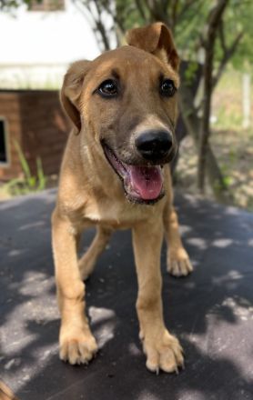 Jamie, geb. ca. 06/2022, lebt in GRIECHENLAND, auf einer privaten Pflegestelle