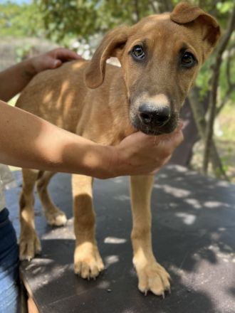 Jamie, geb. ca. 06/2022, lebt in GRIECHENLAND, auf einer privaten Pflegestelle