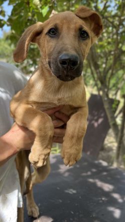 Jamie, geb. ca. 06/2022, lebt in GRIECHENLAND, auf einer privaten Pflegestelle