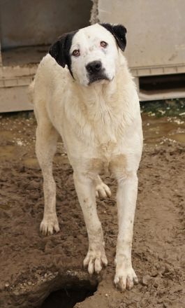 Ronny, geb. ca. 09/2022, lebt in GRIECHENLAND, im städt. Tierheim Serres