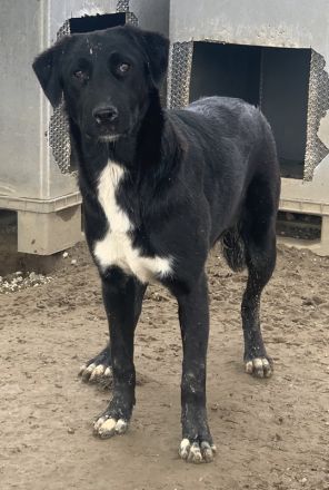 Robi, geb. ca. 09/2022, lebt in GRIECHENLAND, im städt. Tierheim Serres