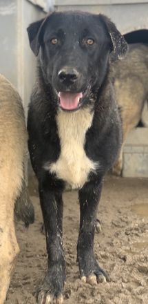 Robi, geb. ca. 09/2022, lebt in GRIECHENLAND, im städt. Tierheim Serres