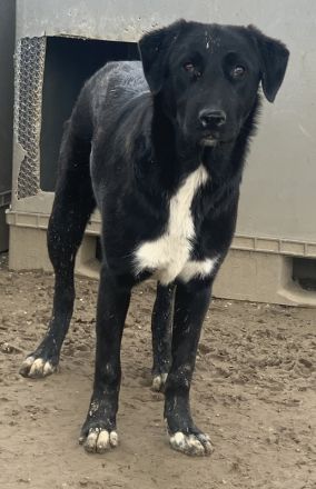 Robi, geb. ca. 09/2022, lebt in GRIECHENLAND, im städt. Tierheim Serres