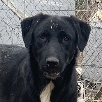 Robi, geb. ca. 09/2022, lebt in GRIECHENLAND, im städt. Tierheim Serres