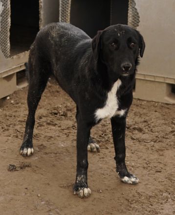 Robi, geb. ca. 09/2022, lebt in GRIECHENLAND, im städt. Tierheim Serres