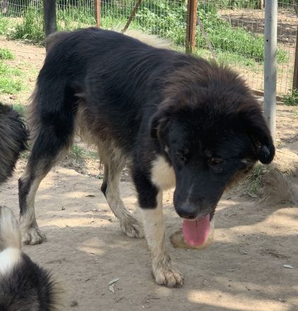 Nugget, geb. ca. 04/2022, lebt in GRIECHENLAND, auf einer privaten Pflegestelle