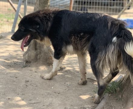 Nugget, geb. ca. 04/2022, lebt in GRIECHENLAND, auf einer privaten Pflegestelle